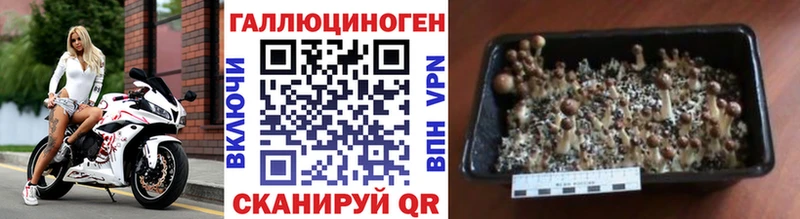 shop телеграм  Пущино  Псилоцибиновые грибы Cubensis  наркошоп 